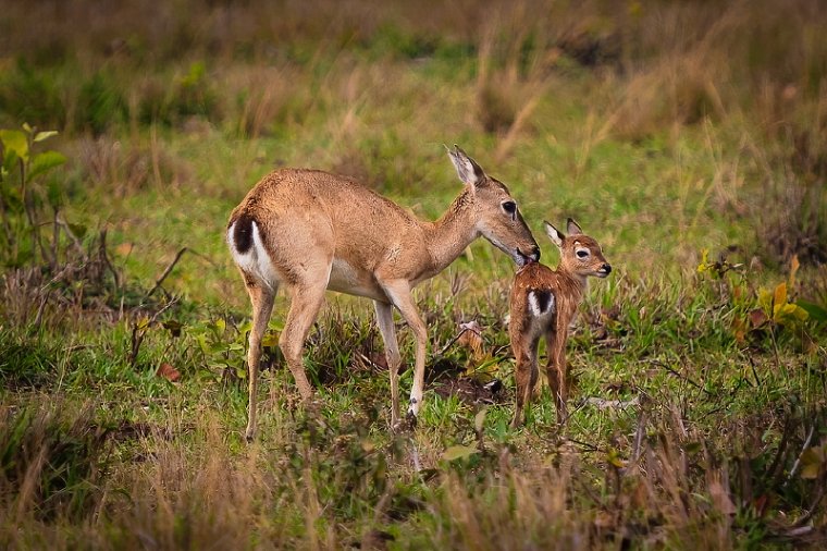 137 Zuid Pantanal, pampahert.jpg